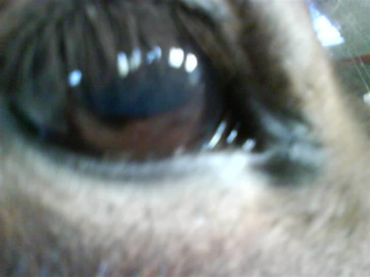 Islænder fluga - ØJEet!!!! billede 6