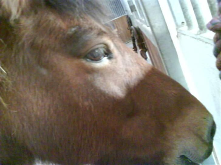 Islænder fluga - søde!!<3 billede 7