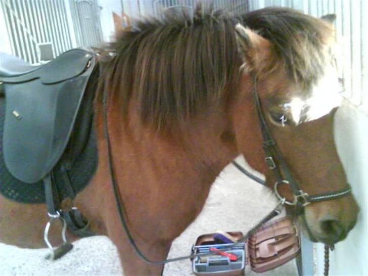 Islænder fluga - så vi klar til at komme ud at ride!!<3 billede 8