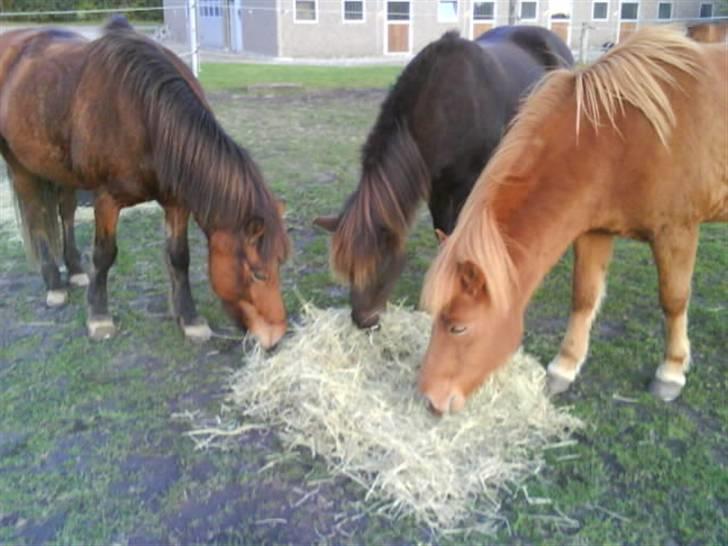 Islænder fluga - så har de fået lidt hø på marken!!!<3<3 billede 9