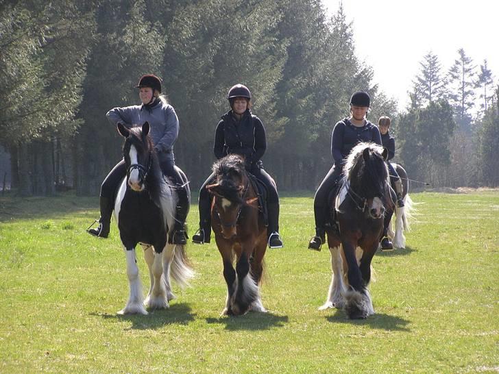 Tinker Jens - Gypsy Horse Show Team - Træningslejr i Hampen 2009 billede 14