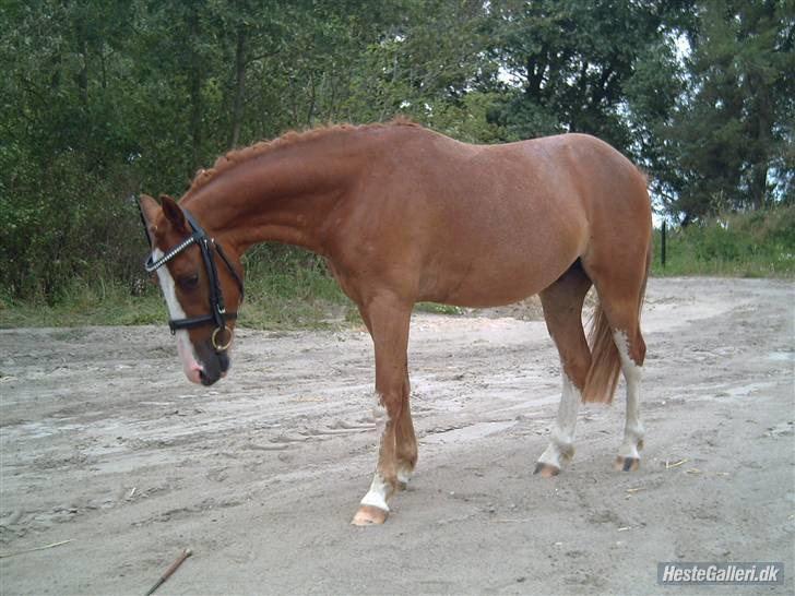 Pinto Aminde's Moonlight*SOLGT* billede 6