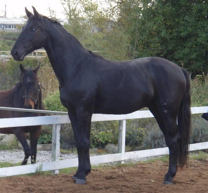 Dansk Varmblod Bysteds Bluca  SOLGT - lytter lige billede 6