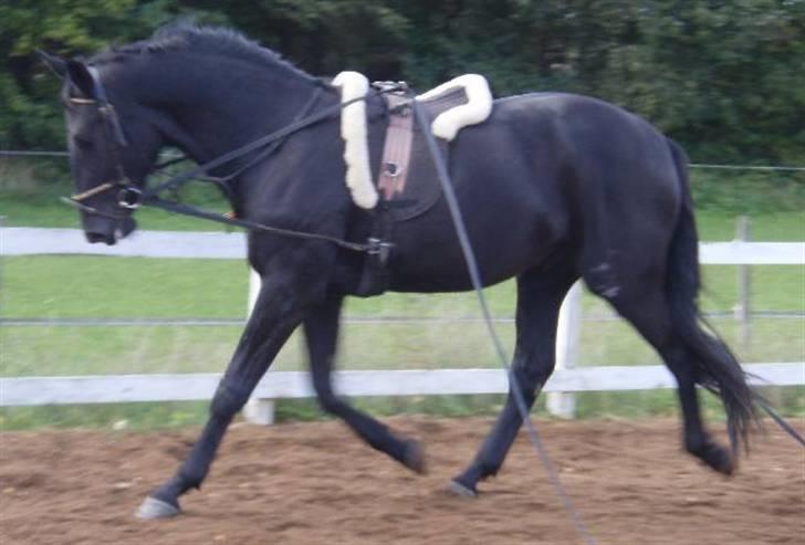 Dansk Varmblod Bysteds Bluca  SOLGT - trav i køretøjler billede 7