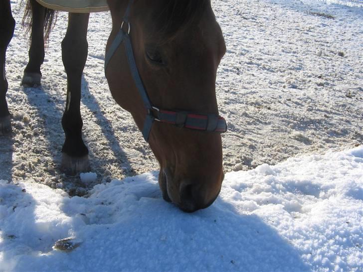 Dansk Varmblod Lobell <3 R.I.P <3 - MÅ IKKE KOPIERES billede 11