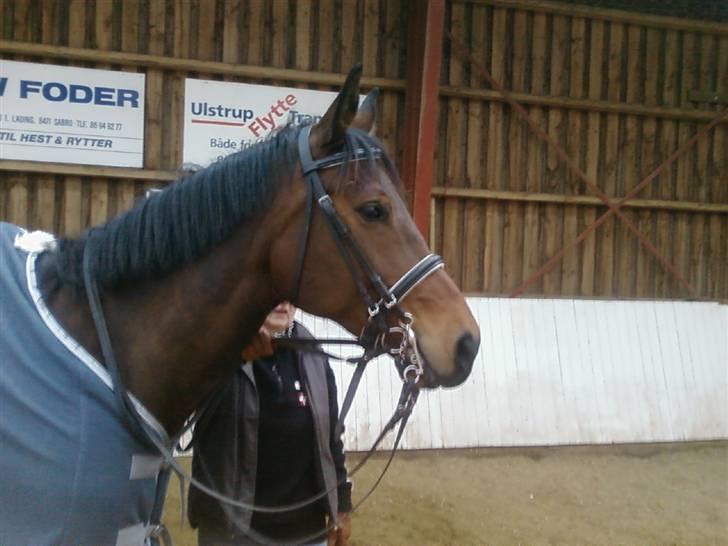 Svensk Varmblod Terracotta - Cotta i Thor lige efter jeg havde fået hende billede 6