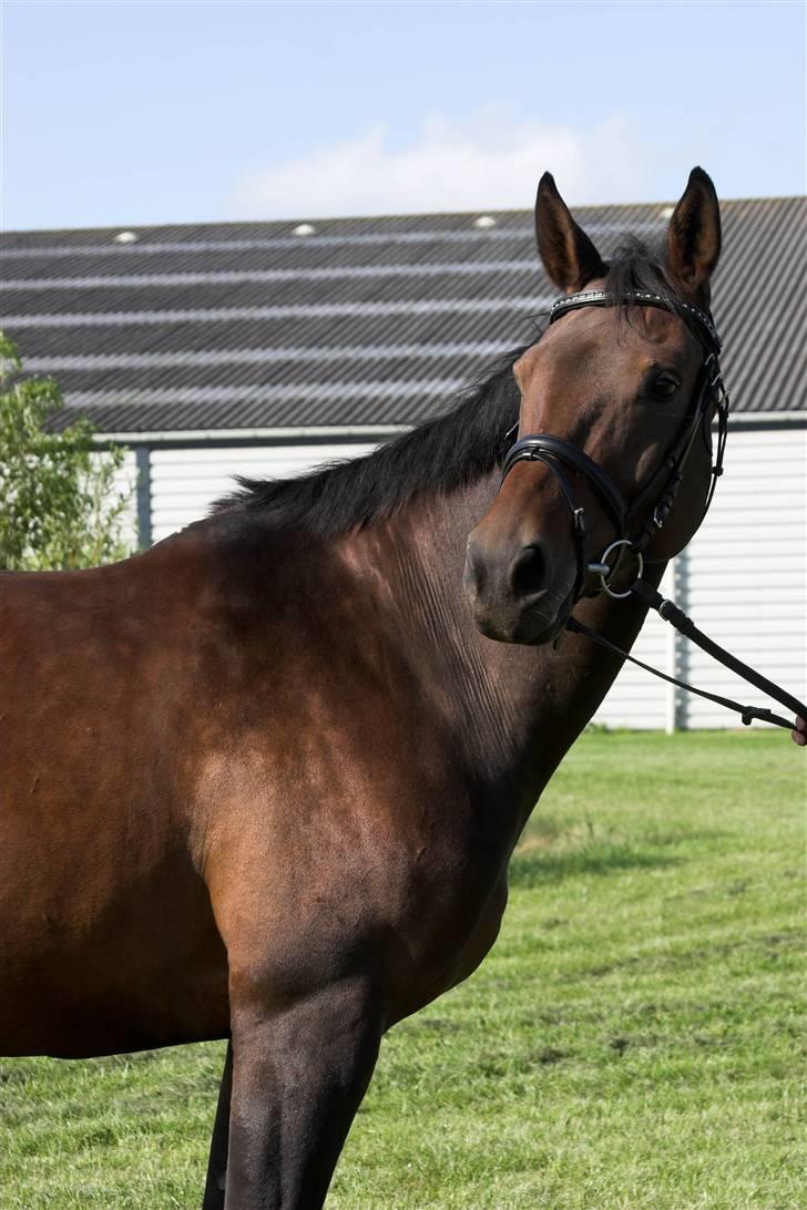 Svensk Varmblod Terracotta - Foto Lena Elsborg SØR 2008 billede 7