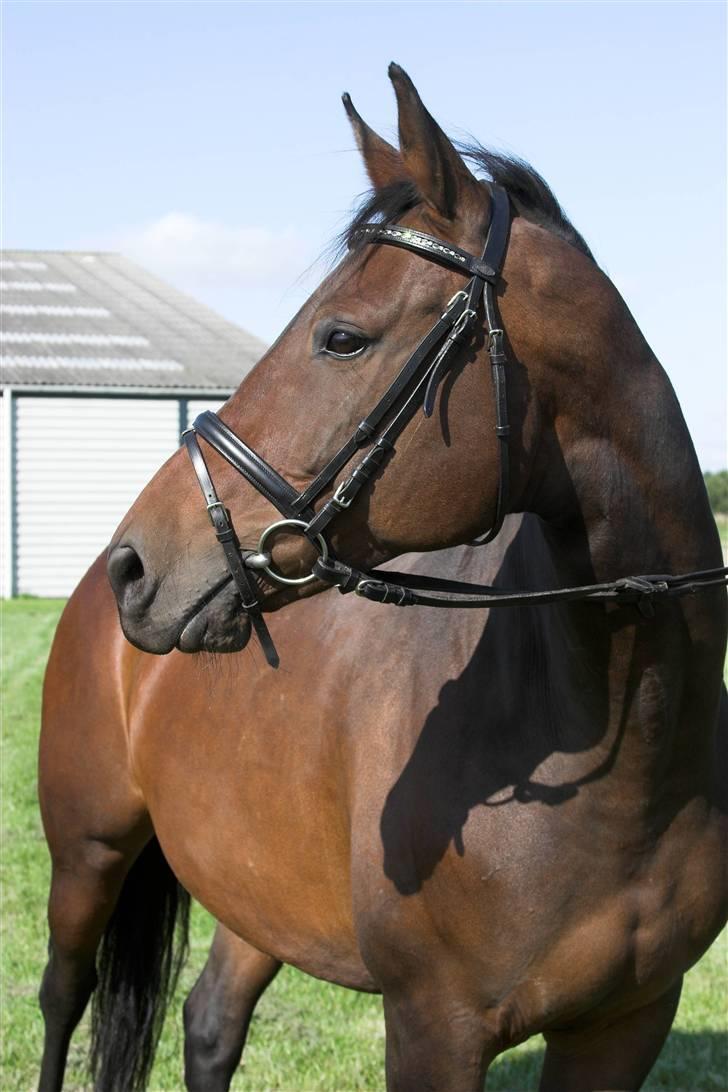 Svensk Varmblod Terracotta - SØR 08 Foto Lena Elsborg billede 8