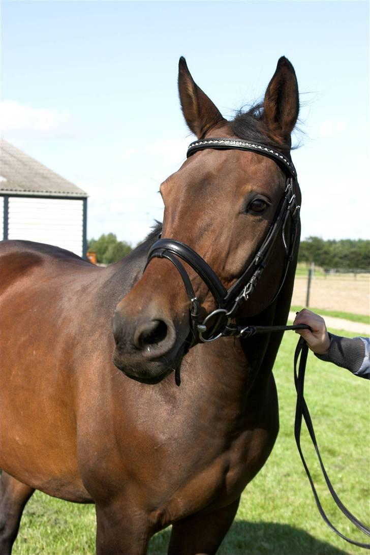 Svensk Varmblod Terracotta - Foto Lena Elsborg SØR 2008 billede 9