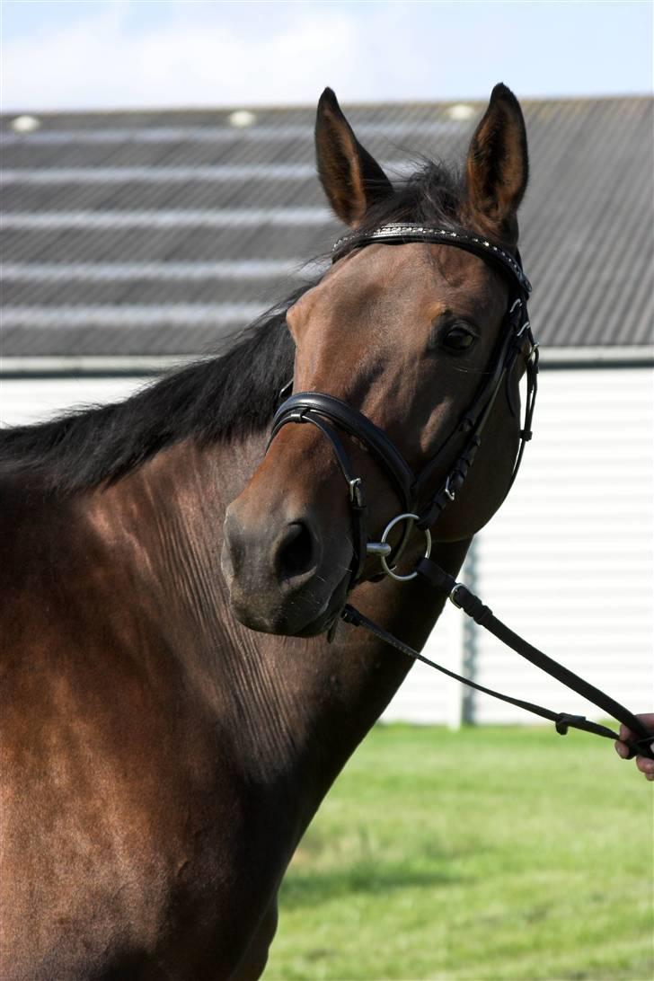 Svensk Varmblod Terracotta - Foto Lena Elsborg SØR 2008 billede 10