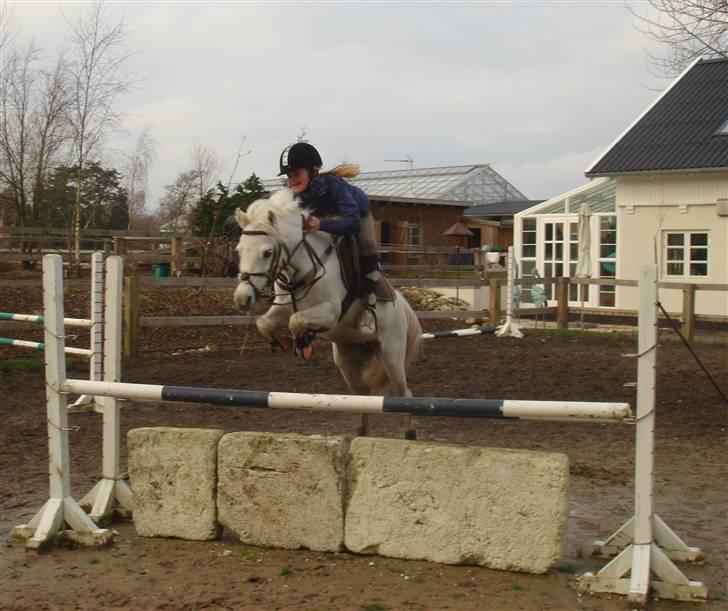 Welsh Mountain (sec A) * Prinsesse Perle <'3 RIP billede 19