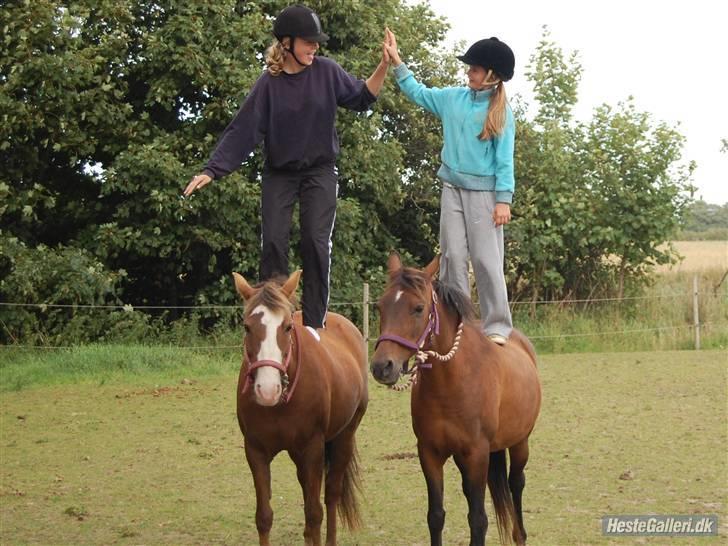 New Forest Sussie - Gi´ mig fem :) billede 12
