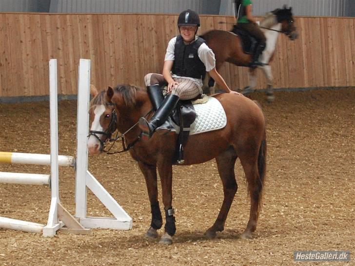 New Forest Sussie - Vi tager lige en slapper :d hehe billede 14