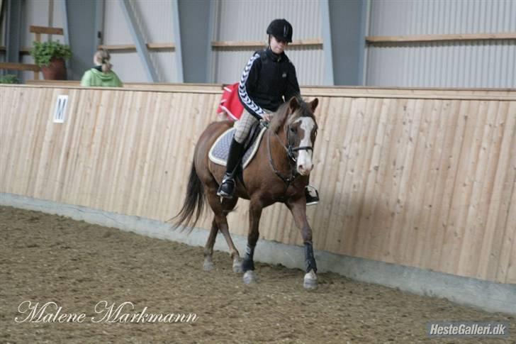 New Forest Sussie - Opvarmning til spring .. billede 15