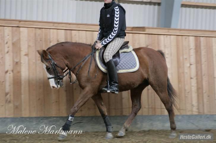 New Forest Sussie - igen :) billede 16