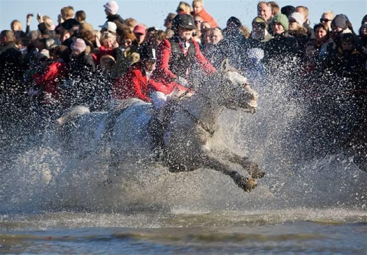 Anden særlig race Prins Abdullah billede 18