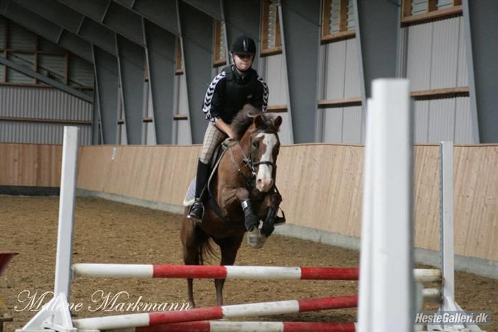New Forest Sussie - Tak fordi i kiggede <3 billede 18
