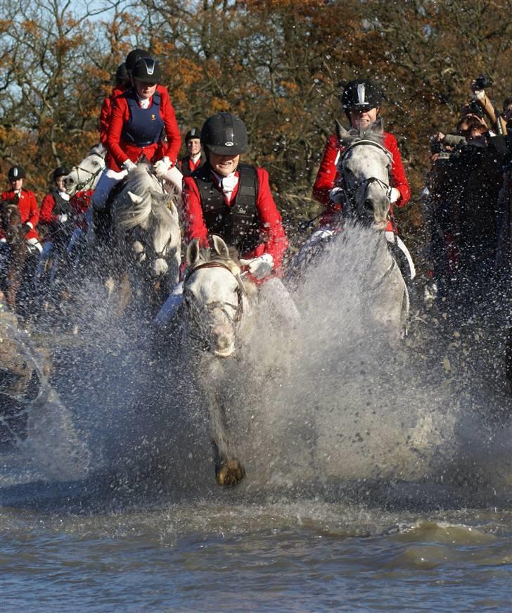Anden særlig race Prins Abdullah billede 20