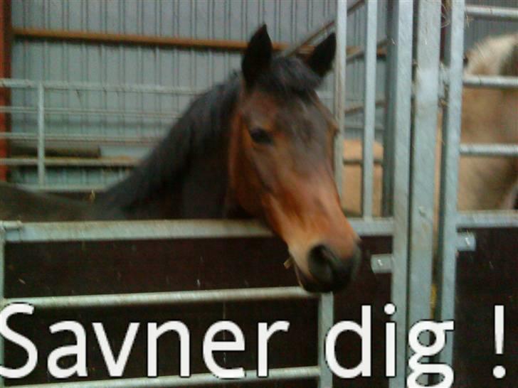 New Forest Beauty   Solgt - bare smuk< 3 billede 11