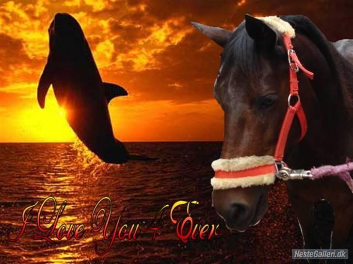 New Forest Beauty   Solgt - Smuk som havet min for altid< 3 billede 12