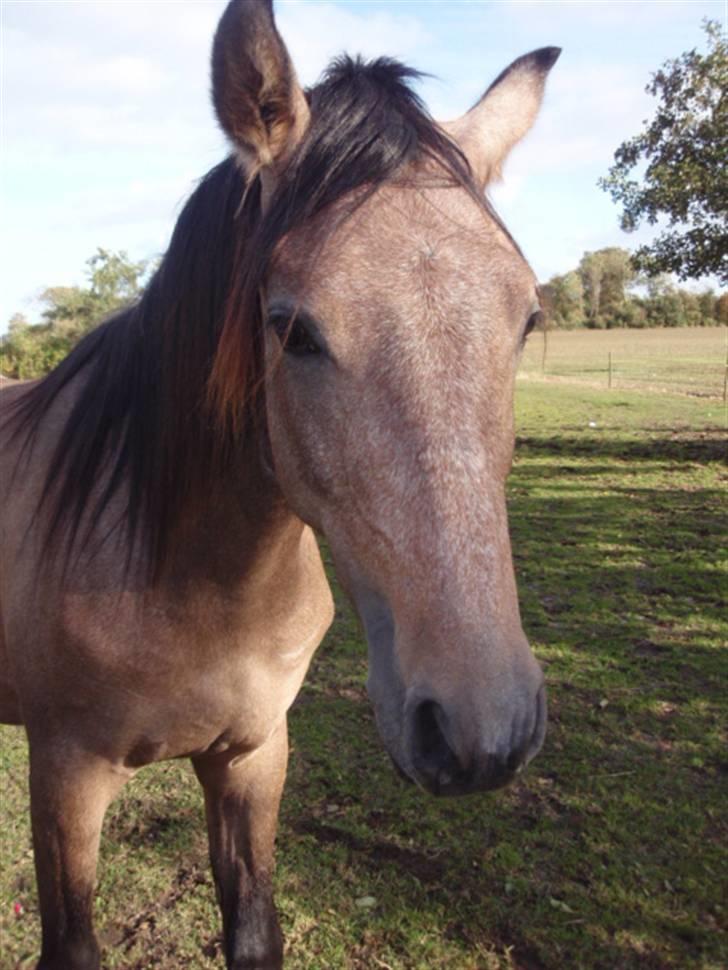 Hispano Araber Gastong billede 2