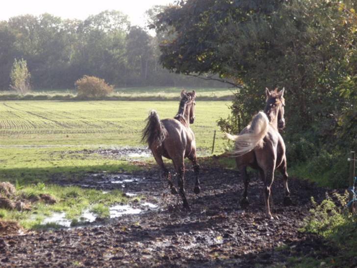 Hispano Araber Gastong billede 12