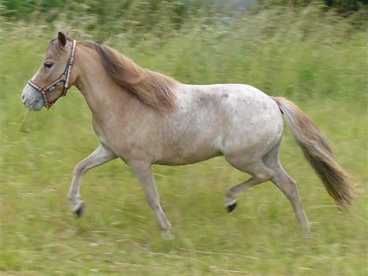 Miniature Skovsgårdes Just Around M - Justie har fir efter veloverstået dyrskue i Odense 2008 billede 13