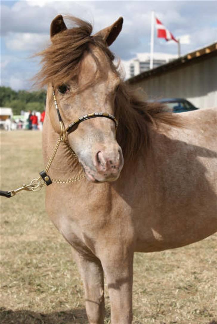 Miniature Skovsgårdes Just Around M - Dyrskue i Odense 2008 billede 14