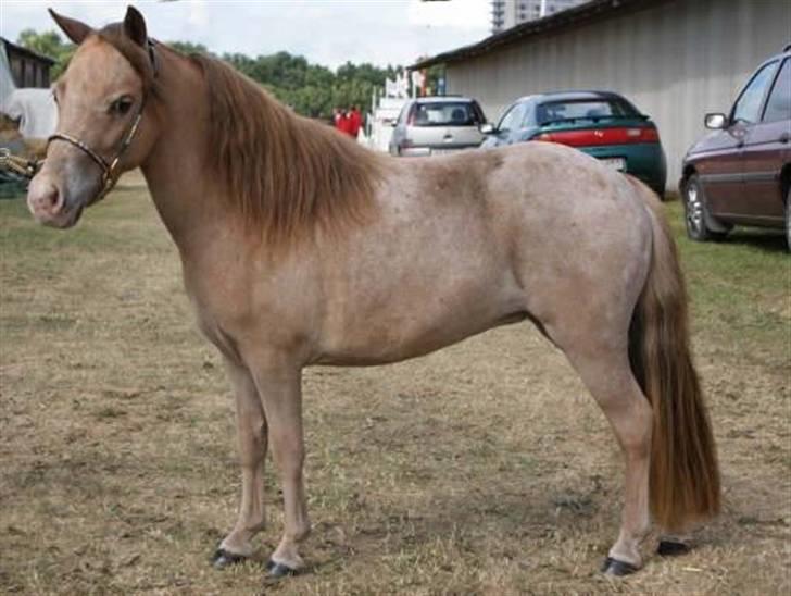 Miniature Skovsgårdes Just Around M billede 15