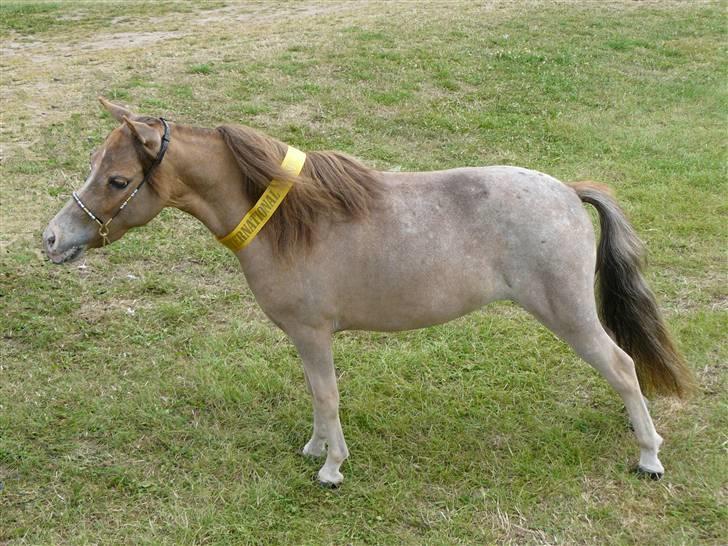 Miniature Skovsgårdes Just Around M - MHCE show 2008 billede 16