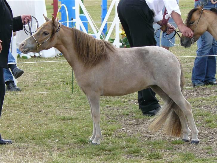 Miniature Skovsgårdes Just Around M billede 17