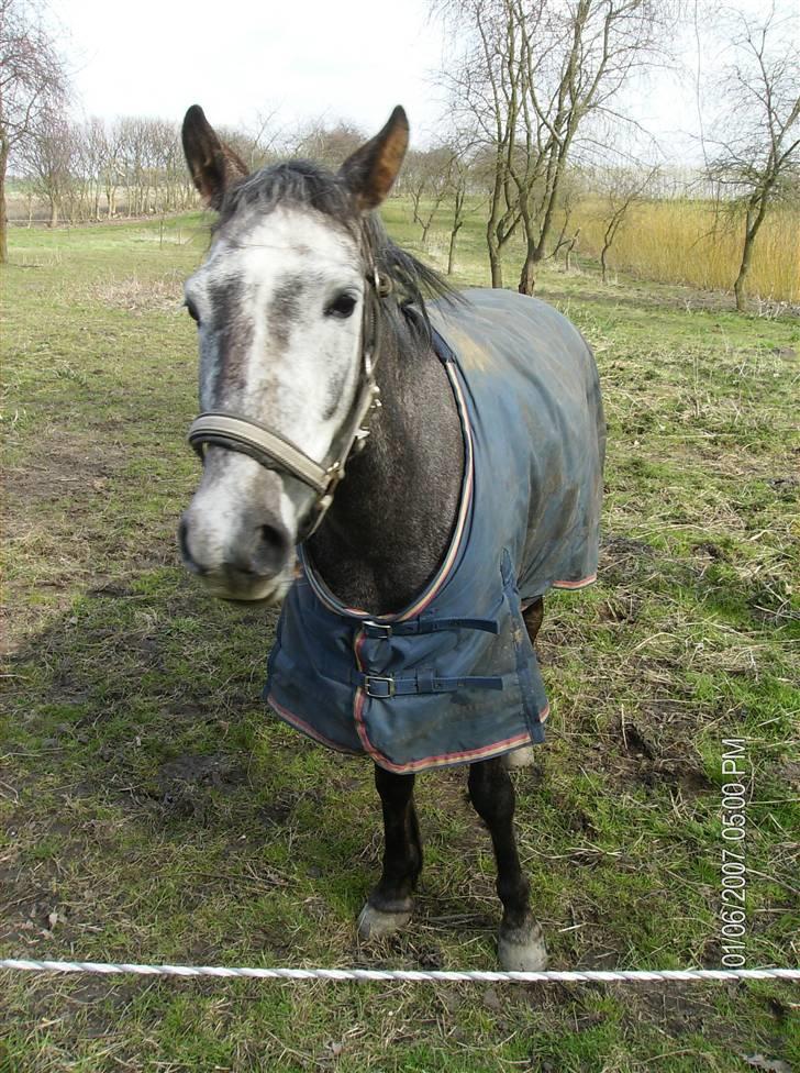 Anden særlig race Grønhøjgårdens Lady*Part* billede 6
