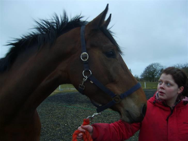 Dansk Varmblod Chila billede 1