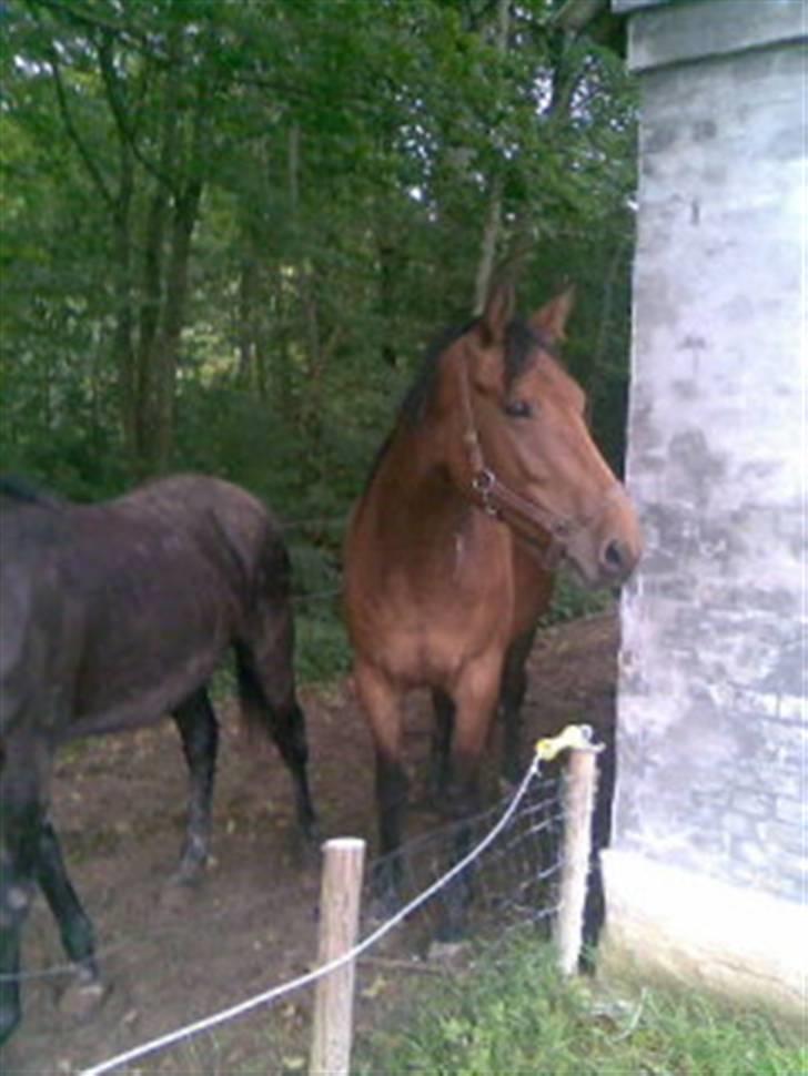 Dansk Varmblod Chila billede 2