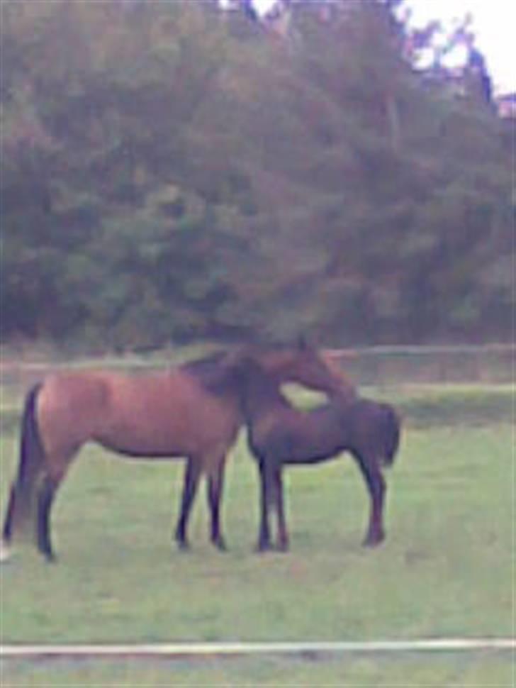 Dansk Varmblod Chila billede 3