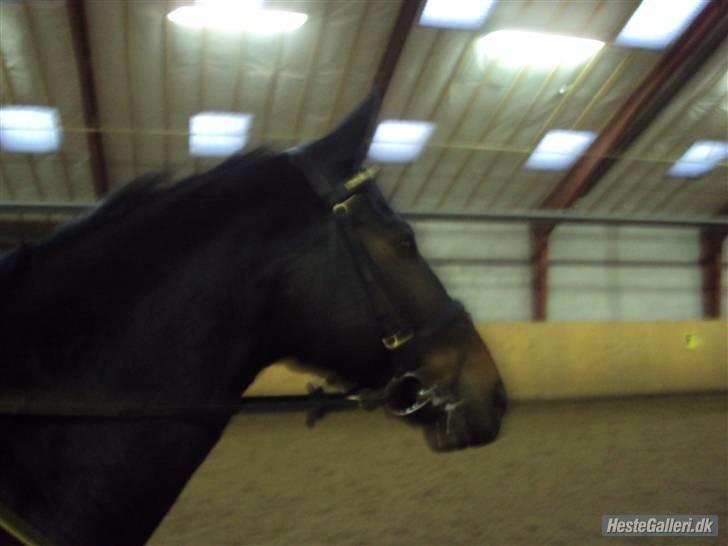 Oldenborg Picasso * Giraf billede 10