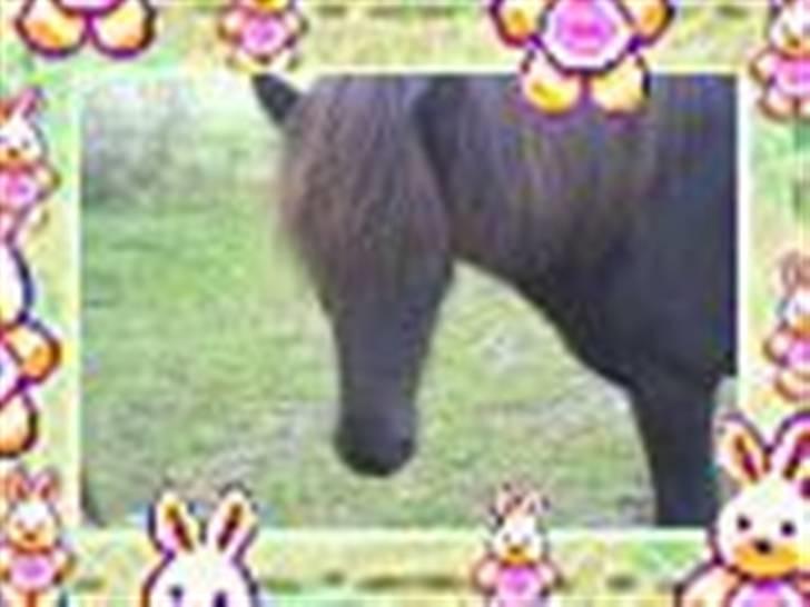 Islænder Fjalar Fra Løvemose<3 - Fjalar på fold billede 5