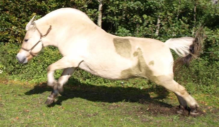 Fjordhest fossia >R.I.P< - kom så stay jeg er løbet billede 6