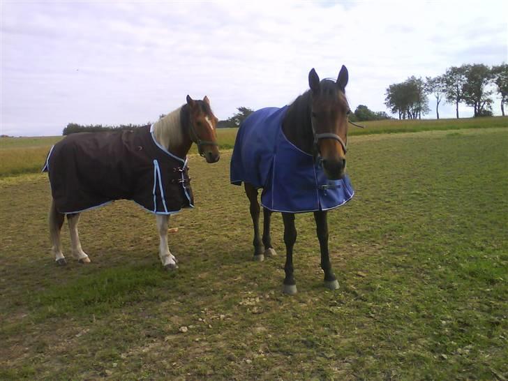 Traver AnneRikke Neergård SOLGT billede 10