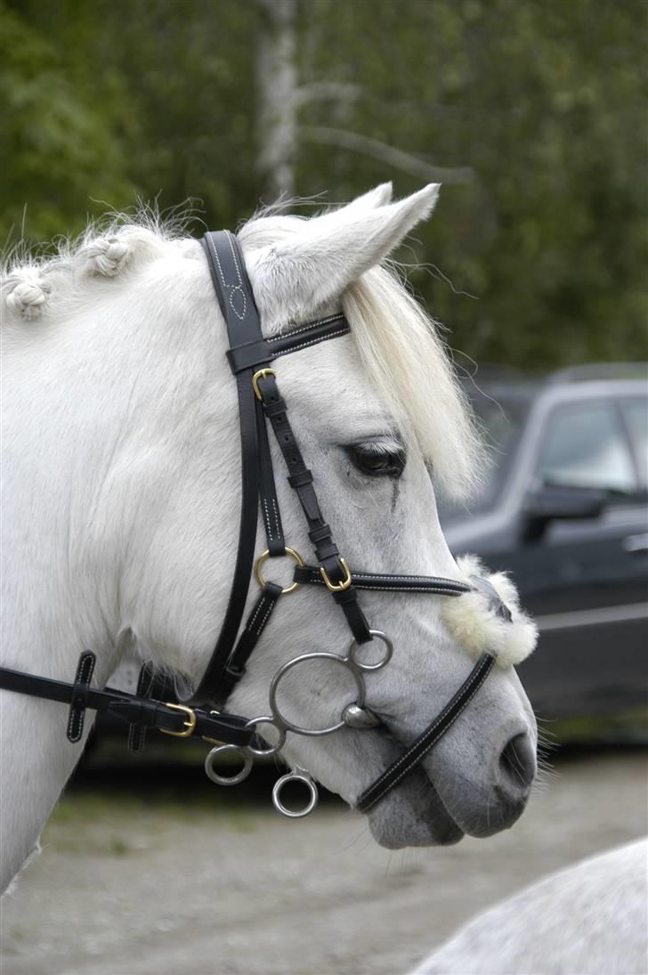 Anden særlig race Perle( Part) <'33 billede 11