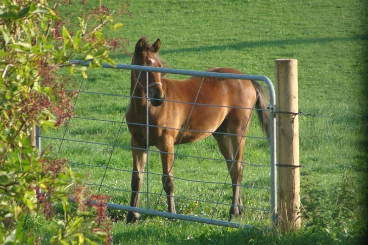 DSP Hesselholts Emily - SOLGT - Nok det bedste af kun hende billede 6