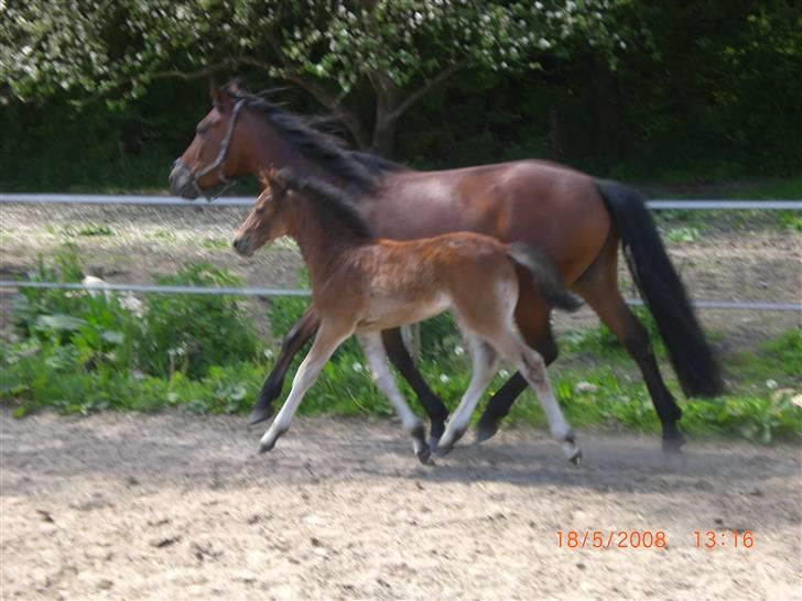 DSP Hesselholts Emily - SOLGT - Er det ikk en fin trav :P billede 2