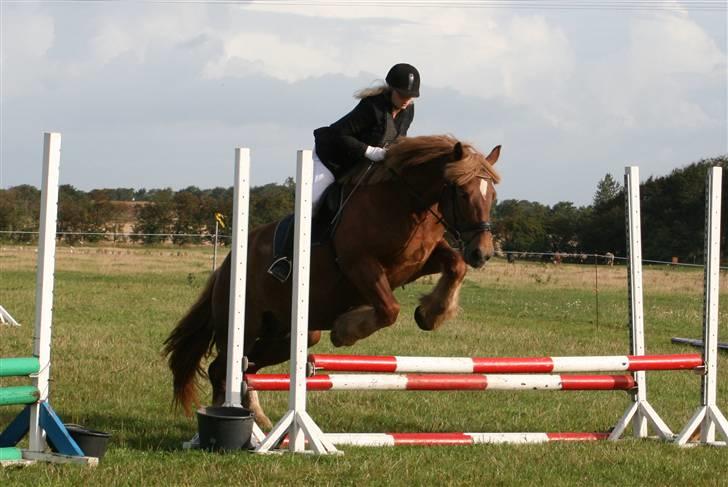 Jyde Freja - 70cm klasse, oxer til stævne d. 30 august...  billede 11