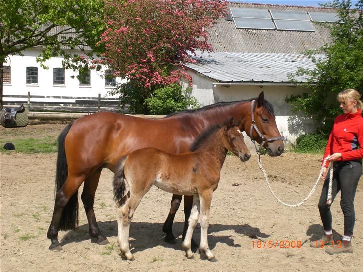 DSP Hesselholts Emily - SOLGT billede 3