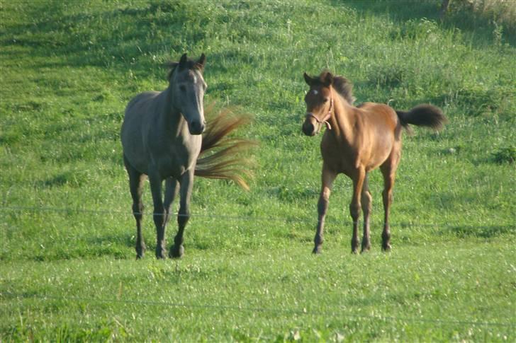 DSP Hesselholts Emily - SOLGT billede 7