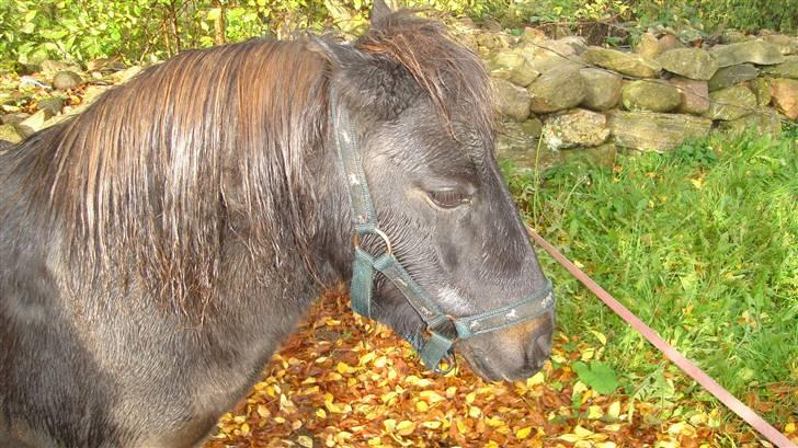 Anden særlig race munik - jeg vil godt på fol igen melanie<33 billede 5