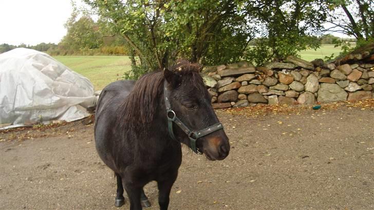 Anden særlig race munik - nå der var du melanie<33 billede 6