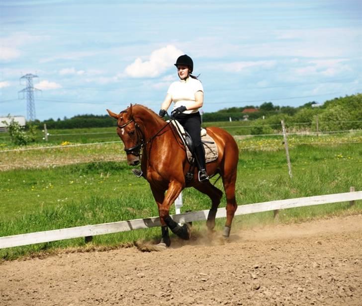 Hollandsk Varmblod Whitney - Undervisning sommer 2009 billede 5