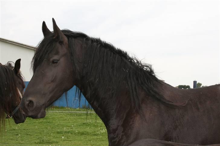 Frieser Odylle v.d Alberink Hoeve(himmelhest) billede 1