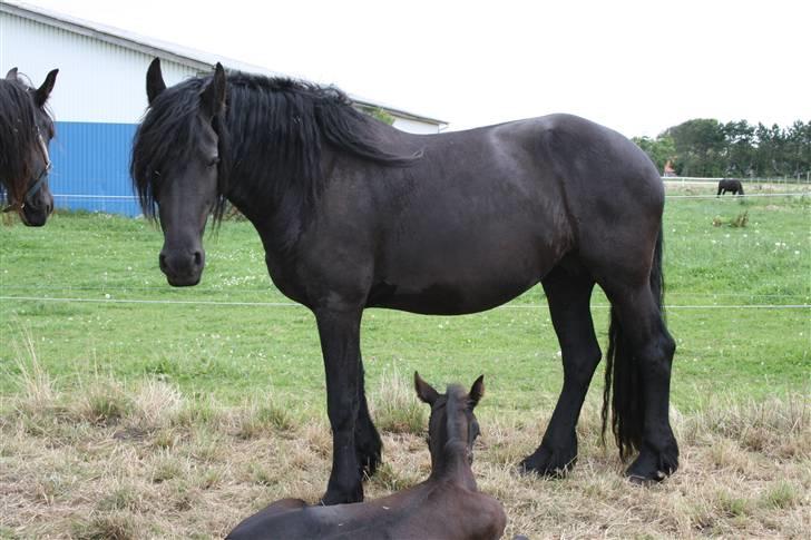 Frieser Odylle v.d Alberink Hoeve(himmelhest) billede 2